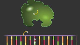 DNA Repair Mechanisms Life Sciences Outreach Harvard University [upl. by Rez]