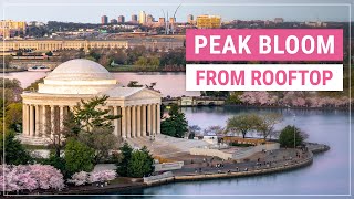 Washington DC Cherry Blossoms from a New Perspective [upl. by Bowlds938]