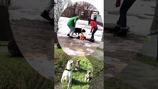 When a Border Collie Dog helps a municipal worker escape danger [upl. by Madelle949]