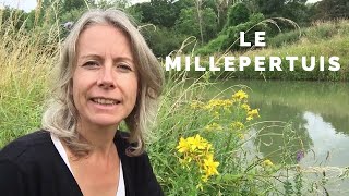 Millepertuis  antidépresseur et comestible [upl. by Ariela]