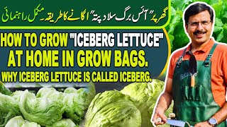 How to grow quotICEBERG LETTUCEquot at home in Grow Bags  Why ICEBERG LETTUCE is called Iceberg [upl. by Inor]