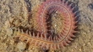 Fascinating living things in the Wadden Sea the ragworm Hediste diversicolor  Seeringelwurm [upl. by Atteselrahc]