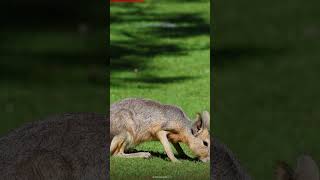 Meet the Patagonian Mara [upl. by Yemar17]