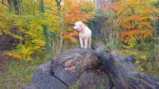 Birkacre and Duxbury Woods Walk [upl. by Valaria]