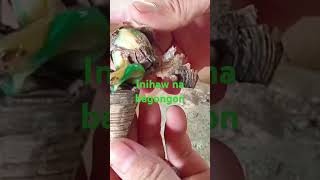 INIHAW NA BAGONGON food recipe foodie cooking foodlover cookingideas cookingrecipes [upl. by Marena]