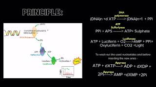 Pyrosequencing [upl. by Einaoj]