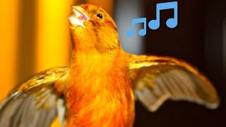 Canary singing One Hour of Most Spectacular Video Training  Make Your Canary Singing Like Champion [upl. by Adnana]