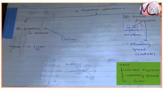 Uronic acid pathway and galactose metabolism [upl. by Hgielsel476]