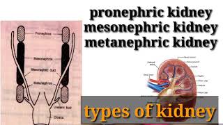 types of kidney in hindi  pronephricmesonephric or metanephric kidney in hindi [upl. by Emoryt]