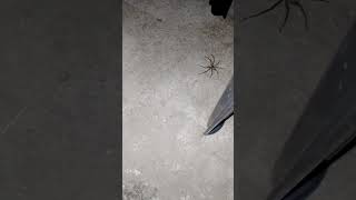 Huntsman Spider [upl. by Arednaxela]