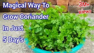 Magical way to Grow Coriander In just 5 Days  How to grow Coriander at home  Cilantro grow at home [upl. by Suryc]