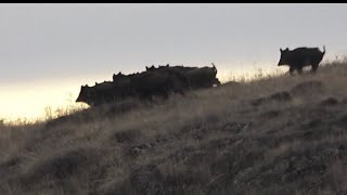 Doğu Anadoluda harika bir domuz avı  A great wild boar hunt in Eastern Anatolia [upl. by Htebazile493]