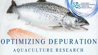 Growing a Tasty Fish Optimizing the Depuration Process in Recirculating Aquaculture Systems [upl. by Anaugal381]