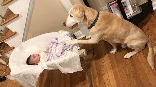 Labradors love to play with Сhildren and Baby Compilation [upl. by Primavera]