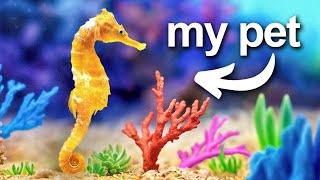 I Built a Coral Reef for my pet seahorse [upl. by Smitty]