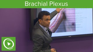 Brachial Plexus Surface Anatomy amp Nerves – MRCS  Lecturio [upl. by Selena]