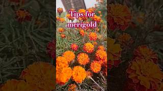 important tips for merigoldgardening tipsandtricks garden houseplants [upl. by Enomas416]