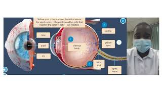 Human Eye Structure Simulation  Science Experiment  Virtual Lab Simulation [upl. by Hibbs]