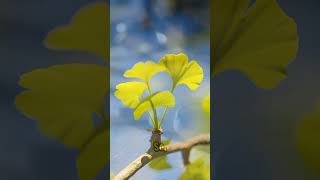 The truth about Ginkgo biloba benefits shorts facts food [upl. by Ahsyekat]