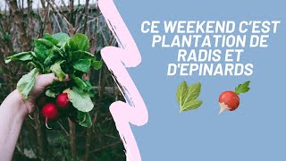 Bienvenue dans mon Jardin Semis dÉpinards et Radis [upl. by Yahsat]