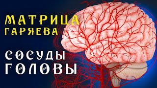 Матрица Гаряева Полная Очистка Сосудов Головы ☀️ Квантовое Исцеление Сосудов Звуком [upl. by Radloff]