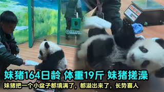 11月29日 大文奶爸直播妹猪体检，说话偷偷摸摸的很小声판다 大熊猫 panda [upl. by Eibo652]