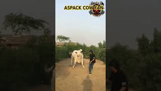 MASHALLAH BEAUTIFUL COW OF PAKISTAN 🇵🇰 SALA ASPACK COW FAN SUBSCRIBE KARO VAI [upl. by Brooking]