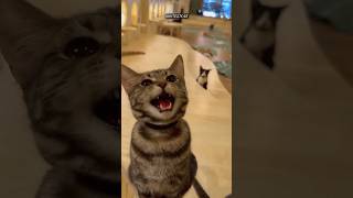 Funny video keşfet cat edit [upl. by Onirefes]