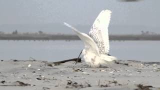 Snowy Owl vs Peregrine Falcon [upl. by Kant]