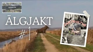 Älgjakt 1  Moosehunting in sweden [upl. by Auhso234]