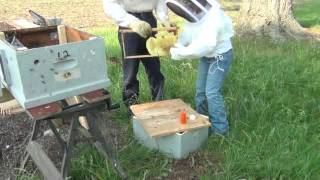 Inserting Existing Comb into a Langstroth Frame Using Rubber Bands [upl. by Stempien]