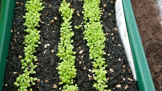 How to sow Lobelia [upl. by Vally981]