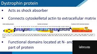 Webinar Dystrophin Quantification in Preclinical and Clinical Settings [upl. by Bilicki]