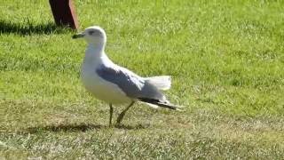 Juvenile ringbilled gull [upl. by Einaj351]