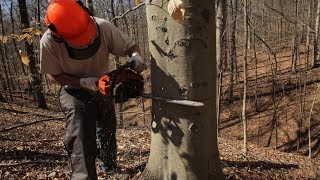 Hinge Cutting and Girdling Trees to Improve Your Habitat  The Management Advantage [upl. by Agna]