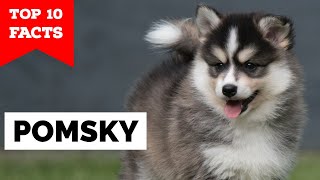 Pomsky  Top 10 Facts [upl. by Olive]