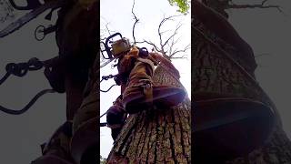 😱EPIC Tree Climbing FAILS😱 TreeClimbingFail TreeFail DangerousJobs TreeWorkFail Shorts Falling [upl. by Nylsej]