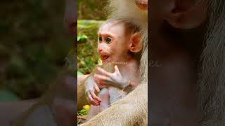 Monkey Families 5 shorts animals sovanna monkeytemple [upl. by Marala206]