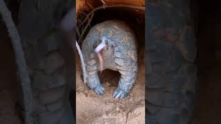 Pangolins scaly anteaters shorts tamil tamilvoiceover twinfacts [upl. by Anirhtak]