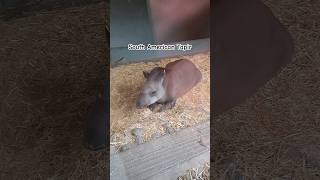 South American Tapir shorts youtubeshorts dublinzoo animalsanimal animallover tapir bushcow [upl. by Noxaj631]