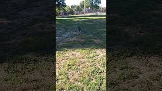 That little leap everylittlestepcounts workout push myfitnessjourney motivation puppy [upl. by Ennyrb]