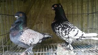 Blondinette Pigeon  Beautiful Breeding Pigeon  Fancy Pet [upl. by Alimac]