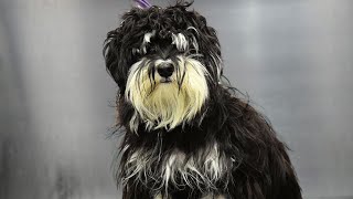 Unbelievable Dog Grooming Transformation Matted to Magnificent [upl. by Cristin]