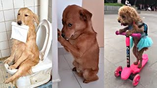 ❤ VIDEOS GRACIOSOS DE PERROS 😂  Si Te Ríes Pierdes NIVEL ➕️999 🤣 Doblaje [upl. by Oiramad247]