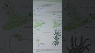 Plant Kingdom Class 11 Biology  NCERTChapter 3 CBSE  Kingdom Plantae OneShot Complete Chapter [upl. by Hafeenah]