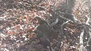 Redtailed Hawk snatches squirrel in midair  in slow motion [upl. by Ytak]