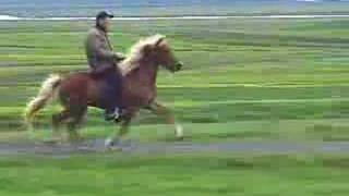 Super Tölt on an Icelandic Horse [upl. by Arraic]