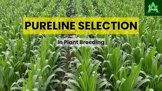 Breeding Better Crops The StepbyStep Guide to Pureline Development [upl. by Jenna]