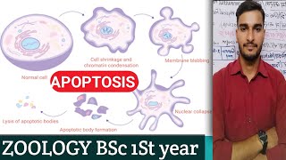 ZOOLOGY ll BSc 1st Year UNIT II APOPTOSIS [upl. by Etteniotna871]