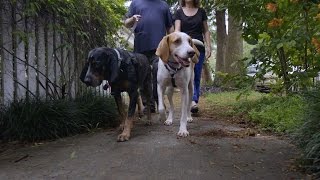 Two Country Hounds Find a Home Together in the Big Easy [upl. by Carlock]